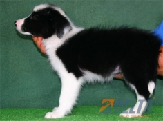 Club de agility Delta