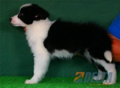 Club de agility Delta