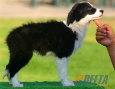 Club de agility Delta