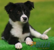 Club de agility Delta