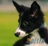 Club de agility Delta