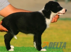 Club de agility Delta