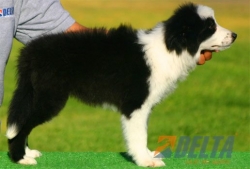 Club de agility Delta