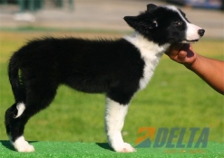 Club de agility Delta