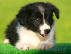 Club de agility Delta