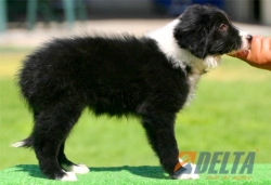Club de agility Delta