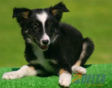Club de agility Delta