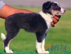 Club de agility Delta
