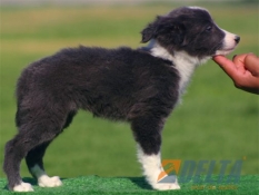 Club de agility Delta