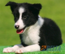 Club de agility Delta