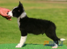 Club de agility Delta