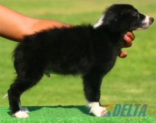 Club de agility Delta