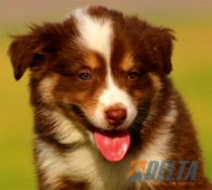 Club de agility Delta
