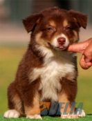 Club de agility Delta