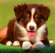 Club de agility Delta