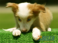 Club de agility Delta