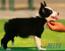 Club de agility Delta