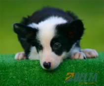 Club de agility Delta