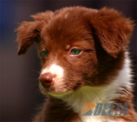 Club de agility Delta