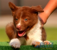 Club de agility Delta
