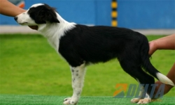 Club de agility Delta