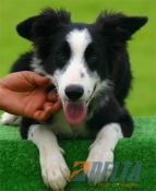 Club de agility Delta