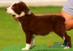 Club de agility Delta