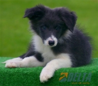 Club de agility Delta