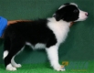 Border Collie Negro Bicolor Hembra #086H41112.jpg