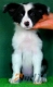 Border Collie Negro Bicolor Hembra #086H41113.jpg
