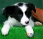 Border Collie Negro Bicolor Hembra #086H41114.jpg