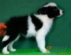 Border Collie Negro Bicolor Hembra #086H51116.jpg