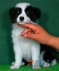 Border Collie Negro Bicolor Hembra #086H51117.jpg