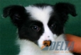 Border Collie Negro Bicolor Hembra #086H51118.jpg