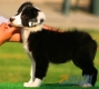 Border Collie Negro Bicolor Hembra #087H31170.jpg
