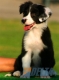 Border Collie Negro Bicolor Hembra #087H31171.jpg