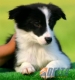 Border Collie Negro Bicolor Hembra #087H41175.jpg