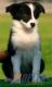 Border Collie Negro Bicolor Hembra #087H41176.jpg