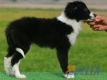 Border Collie Negro Bicolor Hembra #083H21208.jpg