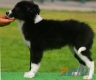 Border Collie Negro Bicolor Hembra #083H21209.jpg