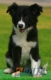 Border Collie Negro Bicolor Hembra #083H21210.jpg