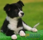 Border Collie Negro Bicolor Hembra #083H21212.jpg