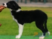 Border Collie Negro Bicolor Hembra #089H71217.jpg