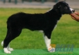 Border Collie Negro Bicolor Hembra #089H71218.jpg