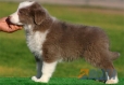 Border Collie Lila Bicolor Macho #088M11229.jpg