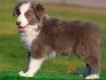 Border Collie Lila Bicolor Macho #088M11230.jpg