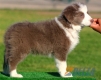 Border Collie Lila Bicolor Macho #088M11232.jpg