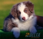 Border Collie Lila Bicolor Macho #088M11239.jpg