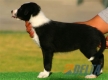 Border Collie Negro Bicolor Macho #093M51247.jpg