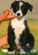 Border Collie Negro Bicolor Macho #093M51248.jpg